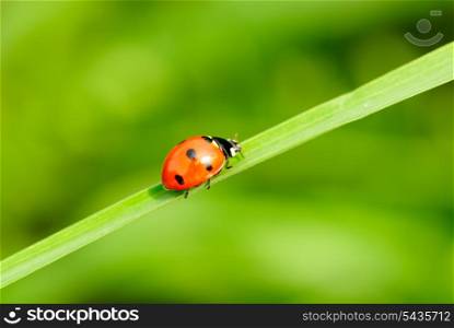 ladybird on green blade of grass close up