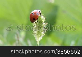 ladybird takes off from grass