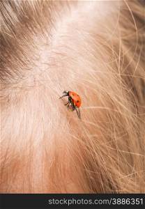 Ladybird walking in a persons hair with folded wings