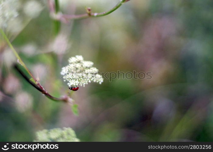 Ladybird walking on the plant