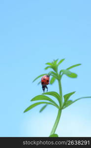 Ladybug