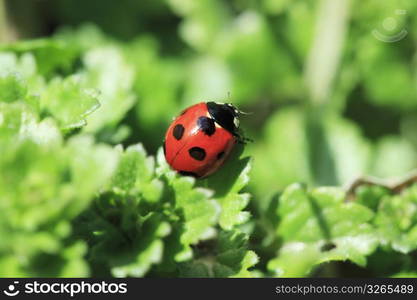 Ladybug