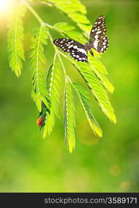 Ladybug and a butterfly on a green leaf