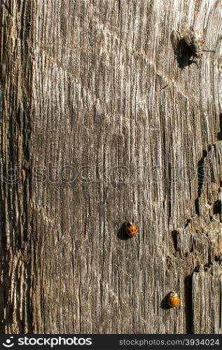 Ladybug and fly over old weathered wooden beam surface background
