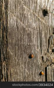 Ladybug and fly over old weathered wooden beam surface background