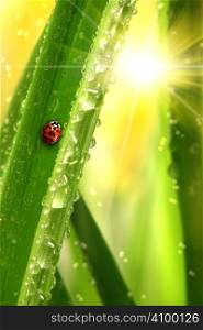 Ladybug climbing a leaf with fresh morning dew