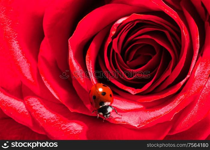 Ladybug climbs on red rose macro close up. Ladybug on red rose