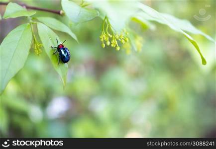 ladybug close-up with nature background, ladybug holding green leaf with legs.