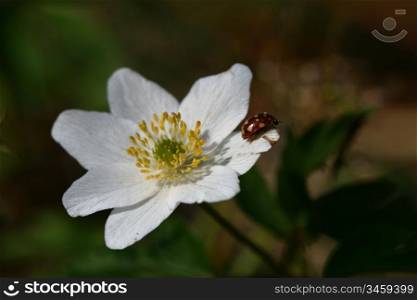 ladybug go to blue sky on white flower