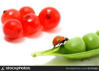 ladybug gourmet currant and peas on white