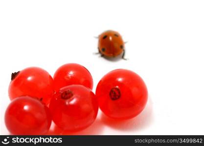 ladybug gourmet currant on white