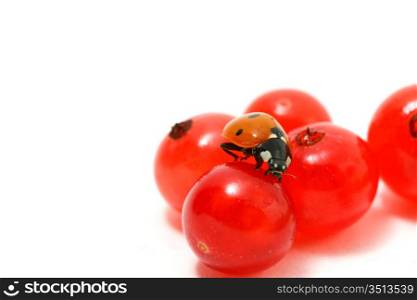 ladybug gourmet currant on white