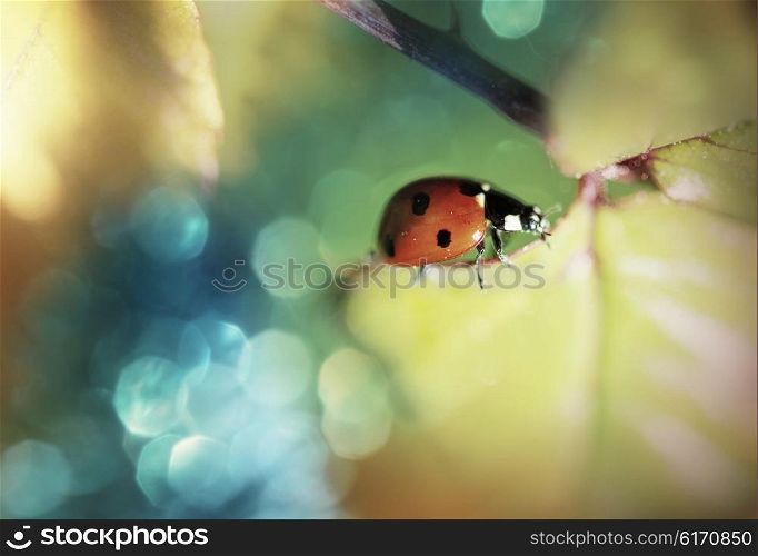 Ladybug in grass close up