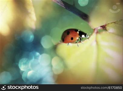Ladybug in grass close up