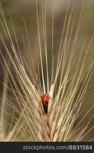 Ladybug insect looking for something nice to eat in wilted plant. Summer heat nature detail.