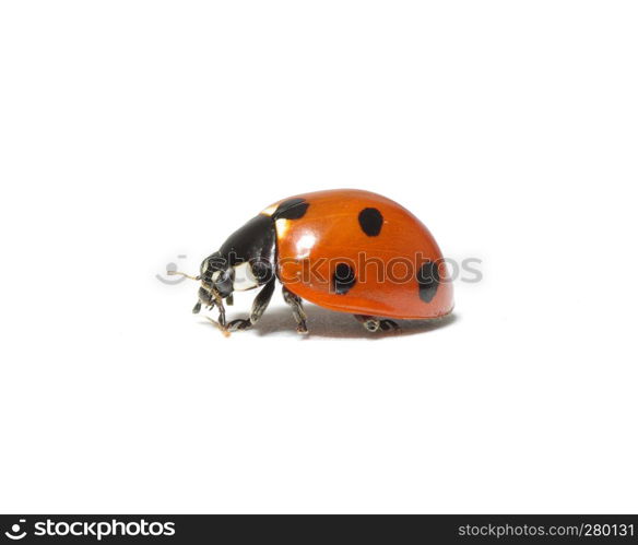 ladybug isolated on a white