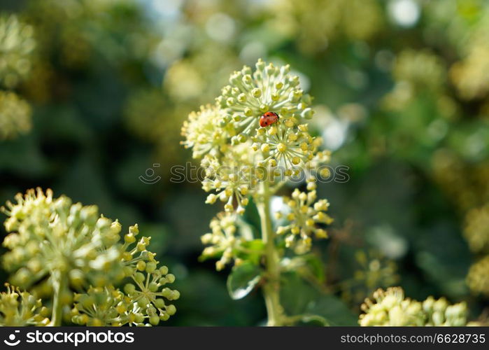 Ladybug on a branch of angelica in the morning sun