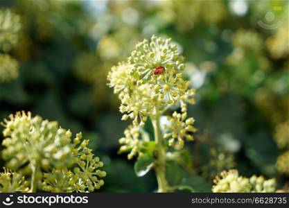 Ladybug on a branch of angelica in the morning sun