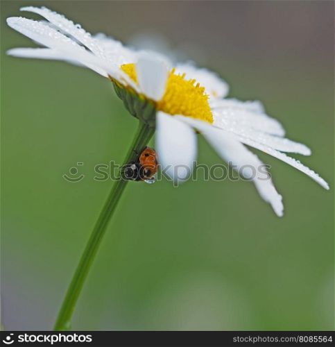 ladybug on a flower in the forest