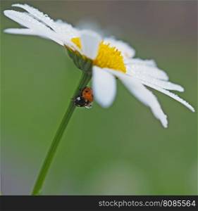 ladybug on a flower in the forest