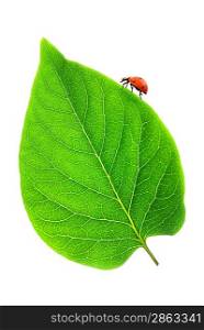 Ladybug on a fresh green leaf over white background