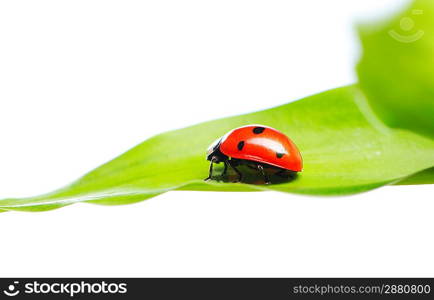 Ladybug on a leaf over white