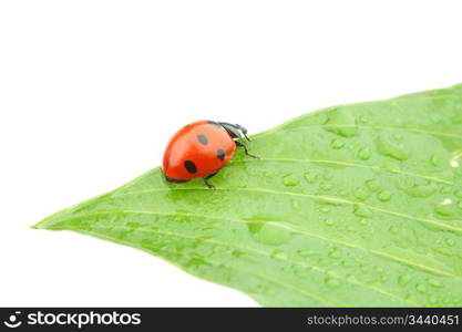 ladybug on big green leaf