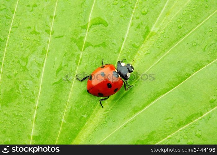 ladybug on big green leaf