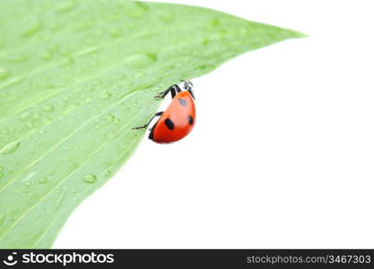 ladybug on big green leaf