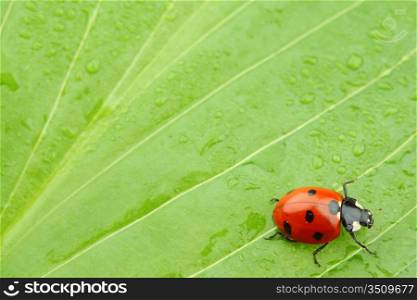 ladybug on big green leaf