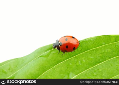 ladybug on big green leaf