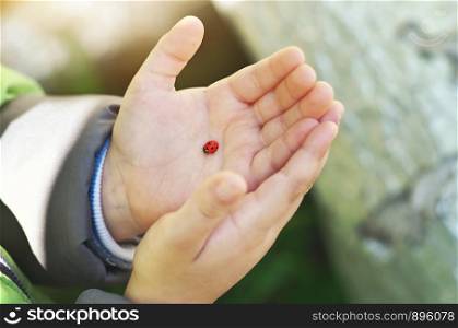 Ladybug on child hand. Conceptual care and nature scene.