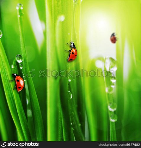ladybug on fresh green grass