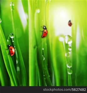 ladybug on fresh green grass