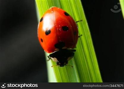 ladybug on grass black background