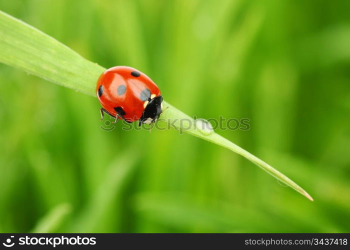 ladybug on grass green on background