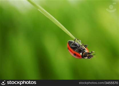 ladybug on grass green on background