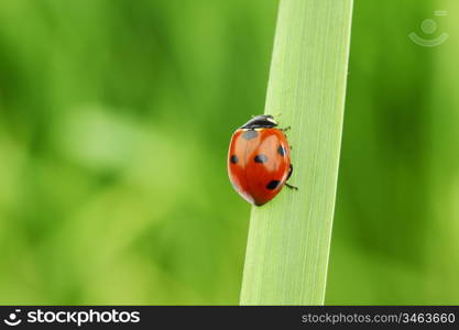 ladybug on grass green on background