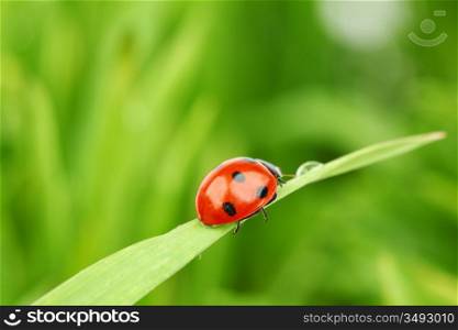 ladybug on grass green on background