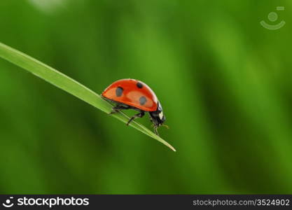 ladybug on grass green on background