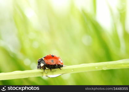 ladybug on grass in water drops