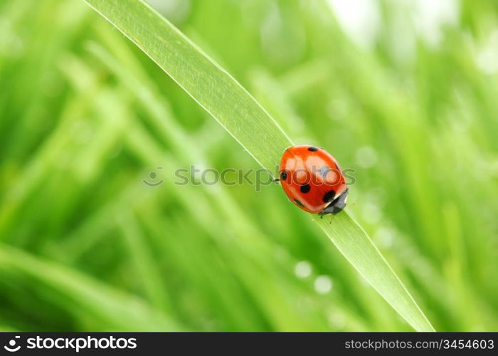 ladybug on grass in water drops