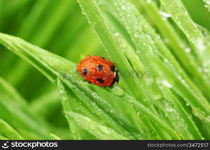 ladybug on grass in water drops