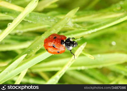 ladybug on grass in water drops