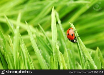 ladybug on grass in water drops