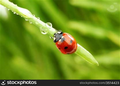 ladybug on grass in water drops