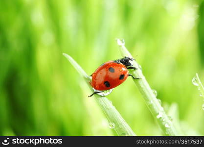 ladybug on grass in water drops