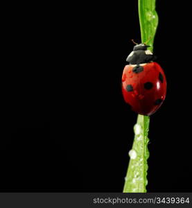 ladybug on grass isolated black background