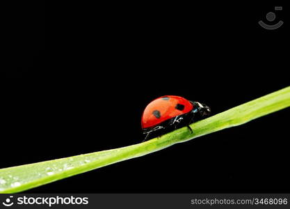 ladybug on grass isolated black background