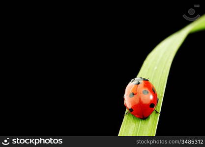 ladybug on grass isolated black background